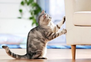 Как приучить кошку не точить когти об мебель?