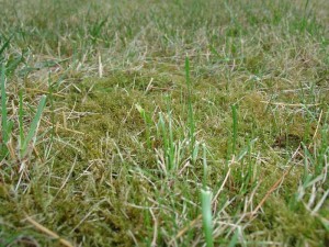 Почему появляется мох на газоне, способы борьбы со мхом.